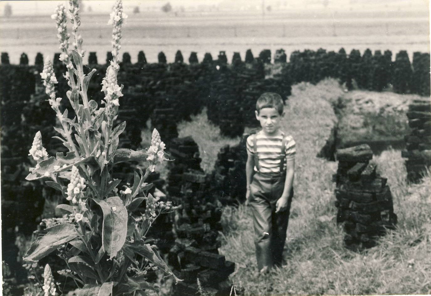 Roland Baur ungefähr 1968 im sog. Dorfmahd oberhalb des Lammkellers, inmitten von sog. 
